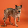 adoptable Dog in Corona, CA named SHIMMER