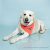 adoptable Dog in corona, CA named SPARKY