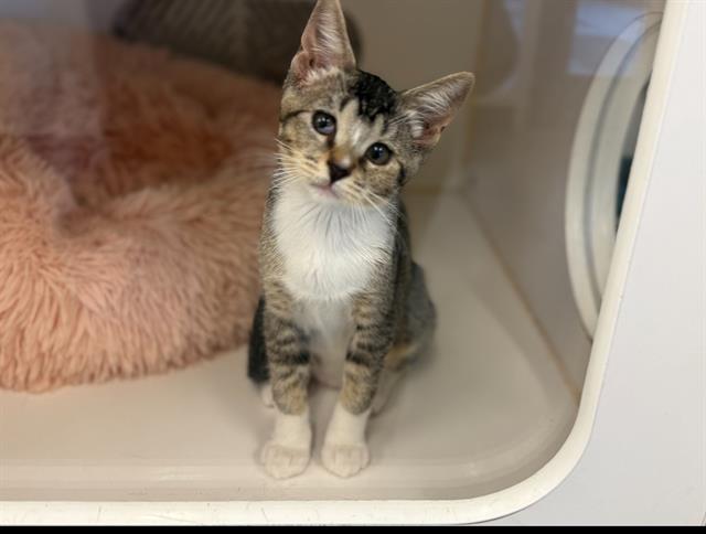 adoptable Cat in Corona, CA named A159072