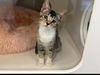 adoptable Cat in corona, CA named A159072