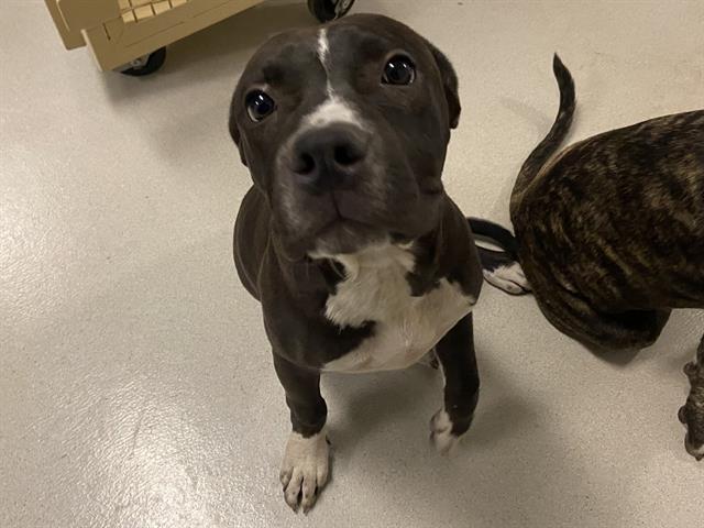 adoptable Dog in Corona, CA named JULIET
