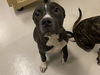 adoptable Dog in corona, CA named JULIET