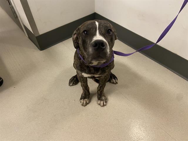 adoptable Dog in Corona, CA named ROMEO