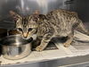 adoptable Cat in corona, CA named A159327