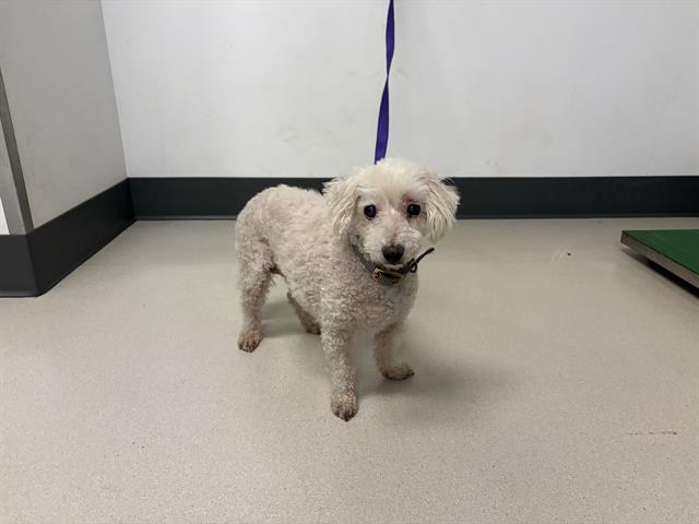 adoptable Dog in Corona, CA named A159551