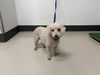 adoptable Dog in  named A159551