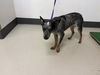 adoptable Dog in  named MAVE