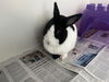 adoptable Rabbit in  named A159563