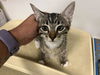 adoptable Cat in  named A159566