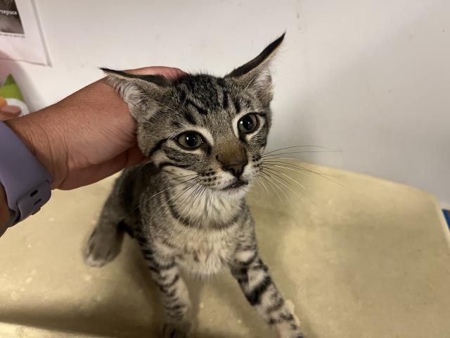 adoptable Cat in Corona, CA named A159567