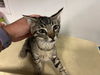adoptable Cat in  named A159567