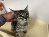 adoptable Cat in  named A159568