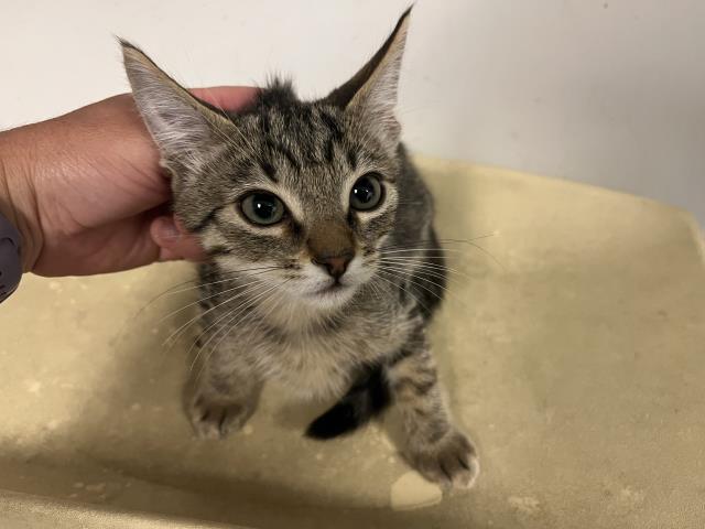 adoptable Cat in Corona, CA named A159569