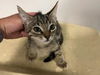 adoptable Cat in  named A159569