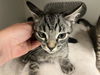 adoptable Cat in  named A159573