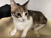 adoptable Cat in  named A159675