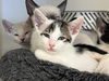 adoptable Cat in  named A159679
