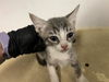 adoptable Cat in  named A159681