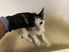 adoptable Cat in  named A159682