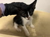 adoptable Cat in  named A159683