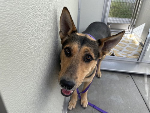 picture of the dog needing adoption