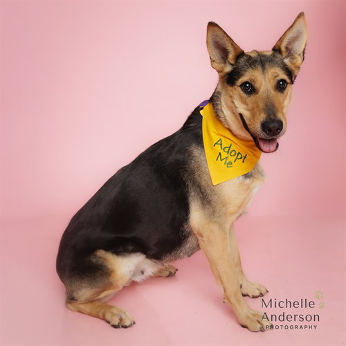 THALIA - German Shepherd Dog available for adoption