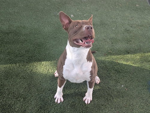 picture of the dog needing adoption