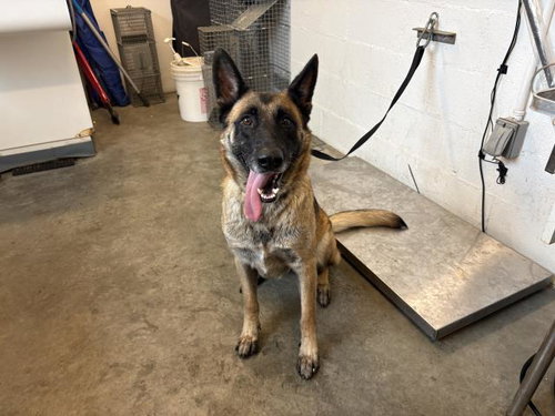 picture of the dog needing adoption