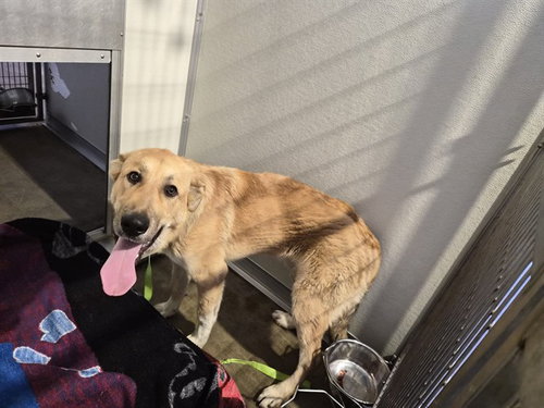 picture of the dog needing adoption