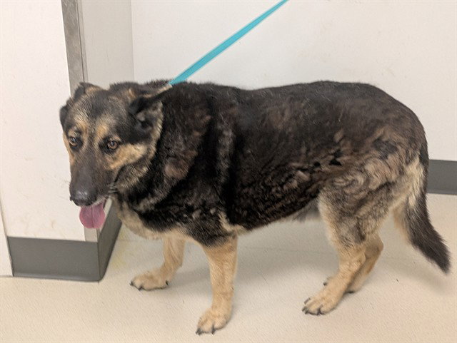 MAX Image