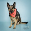 MAX - Photo 1