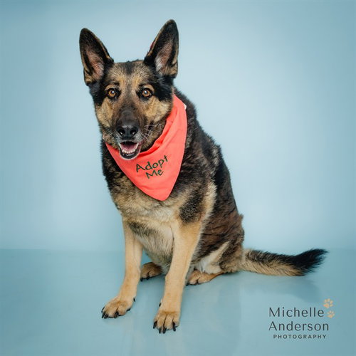 MAX - German Shepherd Dog available for adoption