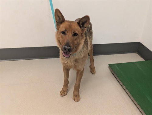 picture of the dog needing adoption