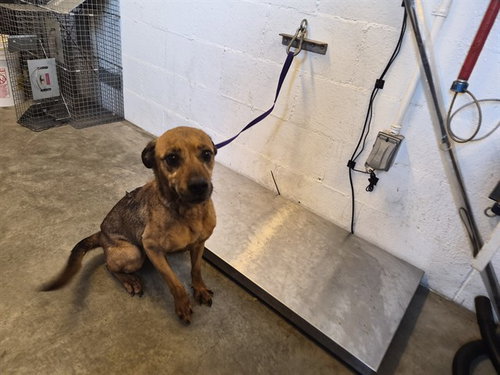 picture of the dog needing adoption