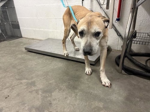 picture of the dog needing adoption