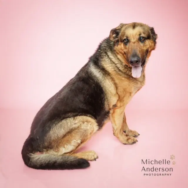 Bertha - German Shepherd Dog