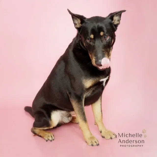 Murphy - German Shepherd Dog