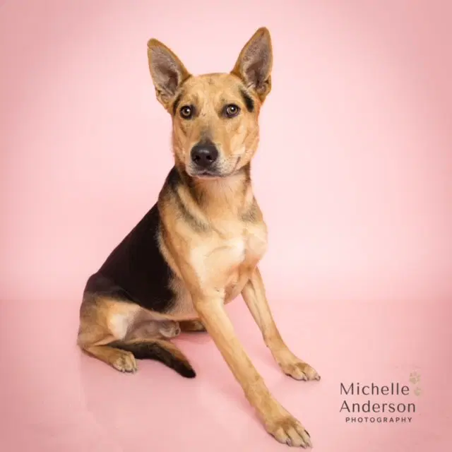 Charlie - German Shepherd Dog