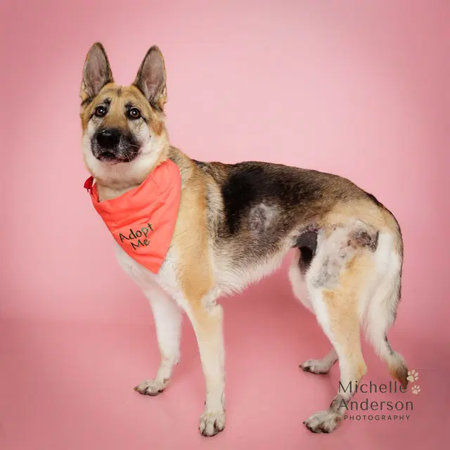 Junie - German Shepherd Dog