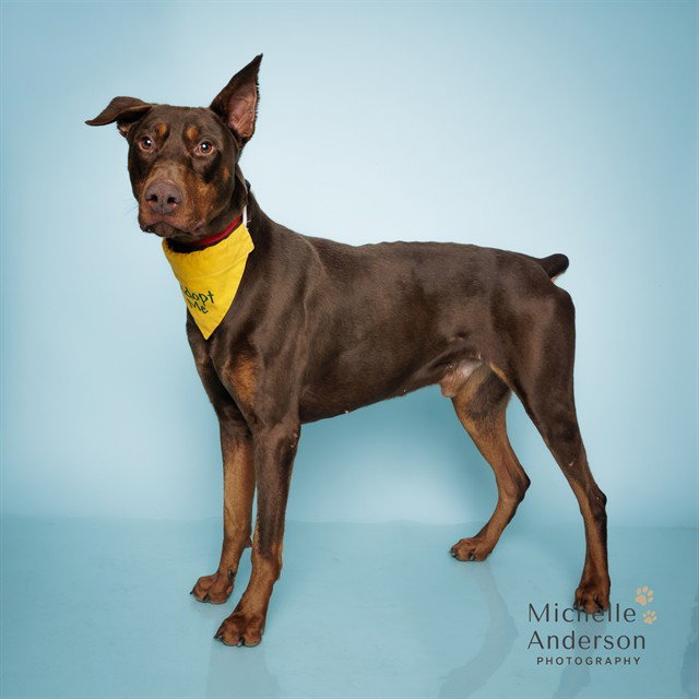 Doberman Pinscher
