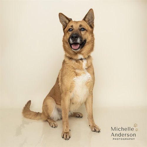 picture of the dog needing adoption