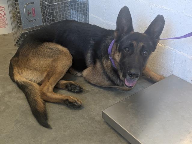German Shepherd