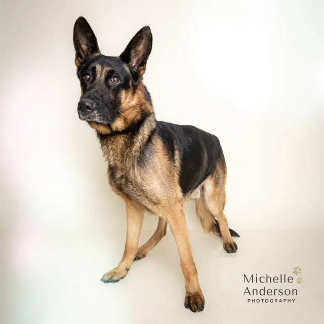 King - German Shepherd Dog