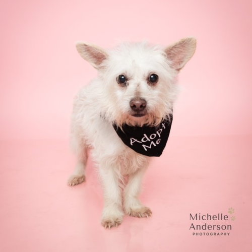 MR DEEDS, an adoptable Terrier in Corona, CA