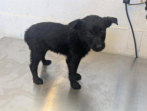A163007, an adoptable Terrier in Corona, CA