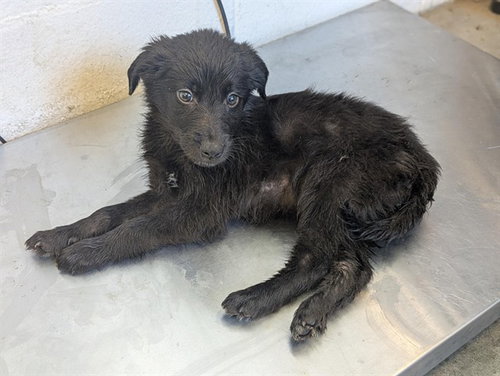 ROCKY, an adoptable Terrier in Corona, CA
