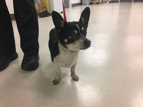 WINKY, an adoptable Chihuahua in Corona, CA