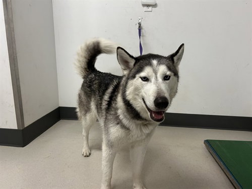 FENRIR, an adoptable Siberian Husky in Corona, CA