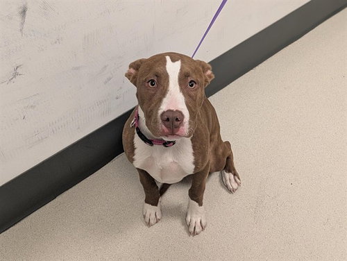 QUEENIE, an adoptable Pit Bull Terrier in Corona, CA