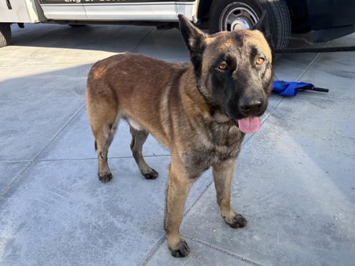 WOLFGANG, an adoptable Belgian Shepherd Malinois in Corona, CA